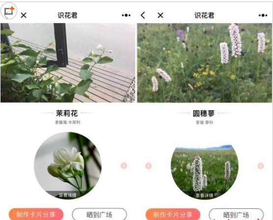 微信app小程序中的識(shí)花君怎么用？微信app小程序中的識(shí)花君用法介紹！