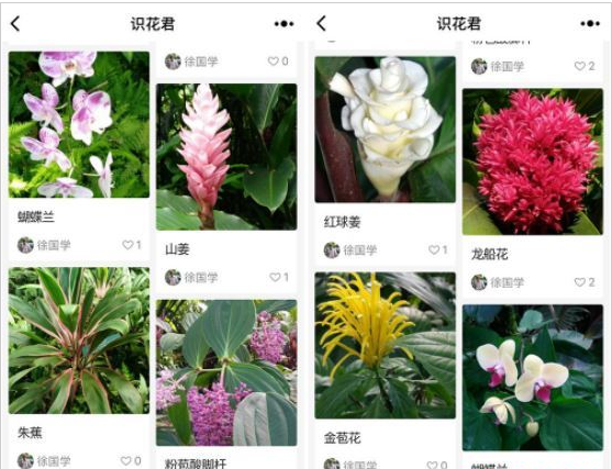 微信app小程序中的識(shí)花君怎么用？微信app小程序中的識(shí)花君用法介紹！