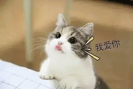 【抖音貓咪哄老公】超萌哄老公無水印表情包