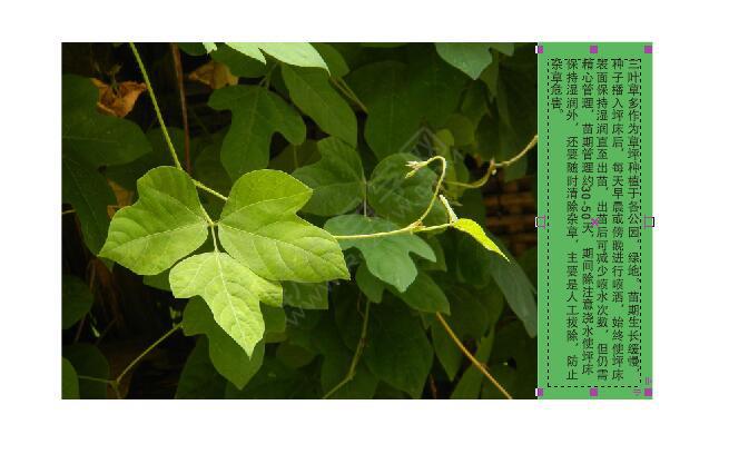 cdr圖文設(shè)計(jì)和排版技巧